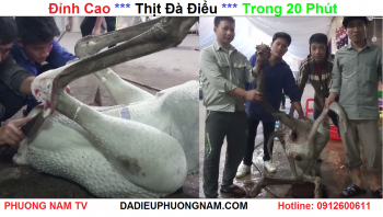 Đỉnh cao thịt Đà Điểu