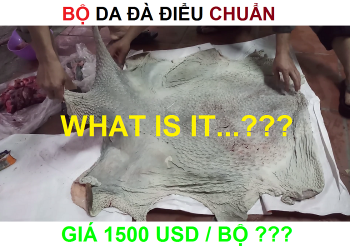 Bộ da Đà Điểu chuẩn