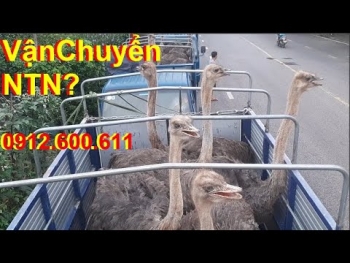 Cách Vận Chuyển Đà Điểu Thương Phẩm, PHUONG NAM TV, Trang Trại Đà Điểu Phương Nam