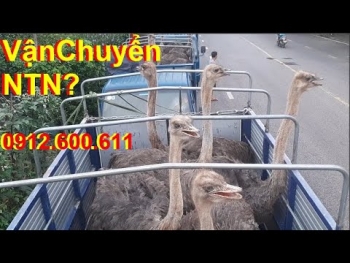 Cách Vận Chuyển Đà Điểu Thương Phẩm, PHUONG NAM TV, Trang Trại Đà Điểu Phương Nam