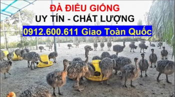 Đà Điểu Giống Uy Tín Chất Lượng Chuyển Giao Toàn Quốc, PHUONG NAM TV, Trang Trại Đà Điểu Phương Nam