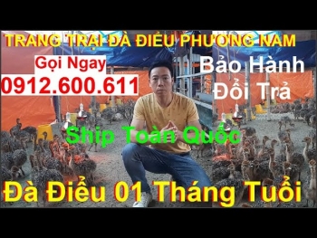 Cung Cấp Đà Điểu Giống, Thu Mua Đà Điểu Thương Phẩm, PHUONG NAM TV, Trang Trại Đà Điểu Phương Nam