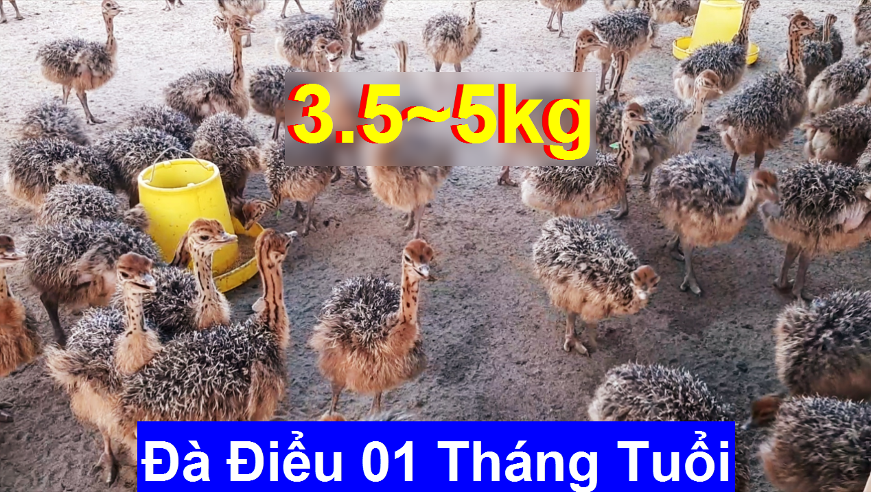 Đà Điểu giống 01 tháng tuổi